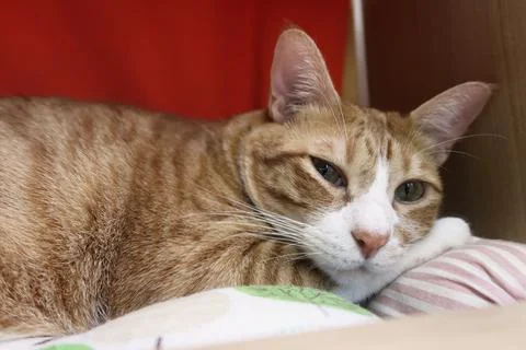 Fluffy orange cat squints while lying on the bed Comfortable sleep. Stock Photos
