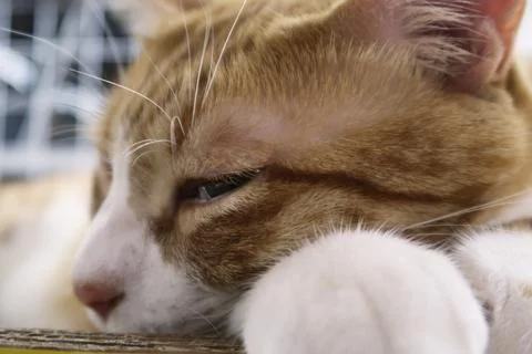Fluffy orange cat squints while lying on the bed. Comfortable sleep. cat hand Stock Photos