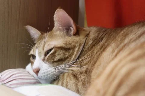 Fluffy orange cat squints while lying on the bed in the rays of the morning sun Stock Photos