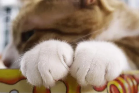 Fluffy orange cat squints while lying on the bed. Comfortable sleep. cat hand Stock Photos
