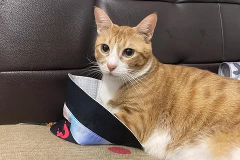 Fluffy orange cat squints while lying on the bed in the rays of the morning sun Stock Photos