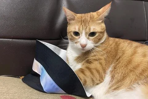 Fluffy orange cat squints while lying on the bed in the rays of the morning sun 스톡 사진