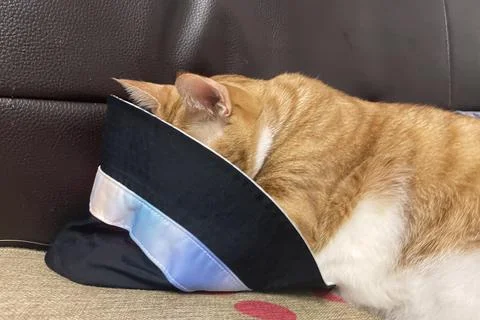 Fluffy orange cat squints while lying on the bed in the rays of the morning sun. Stock Photos