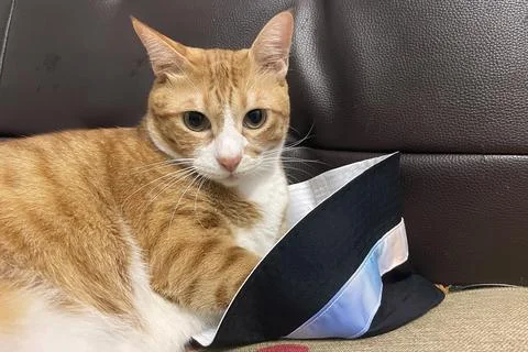 Fluffy orange cat squints while lying on the bed in the rays of the morning sun. Stock Photos