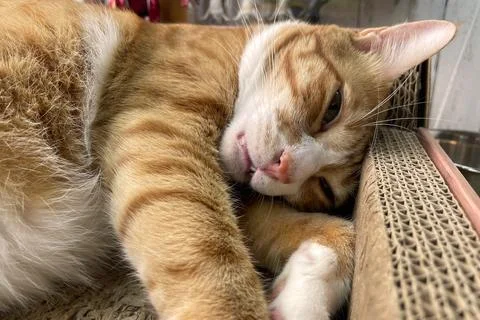 Fluffy orange cat squints while lying on the bed in the rays of the morning sun. 스톡 사진