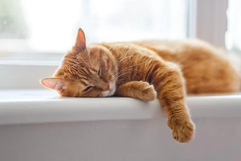 Fluffy orange cat squints while lying on the windowsill in the rays of the .. Stock Photos