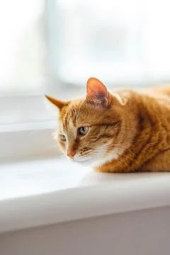 Fluffy orange cat squints while lying on the windowsill in the rays of the .. Stock Photos