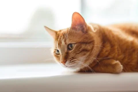 Fluffy orange cat squints while lying on the windowsill in the rays of the .. Stock Photos