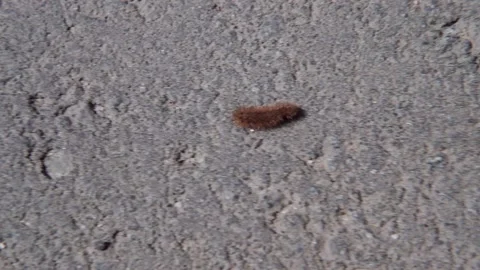 Fluffy orange caterpillar crawls quickly on the asphalt, on the road. Stock Footage 205382399