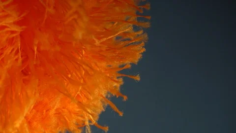 Fluffy of orange dusting broom Stock Footage 123043923
