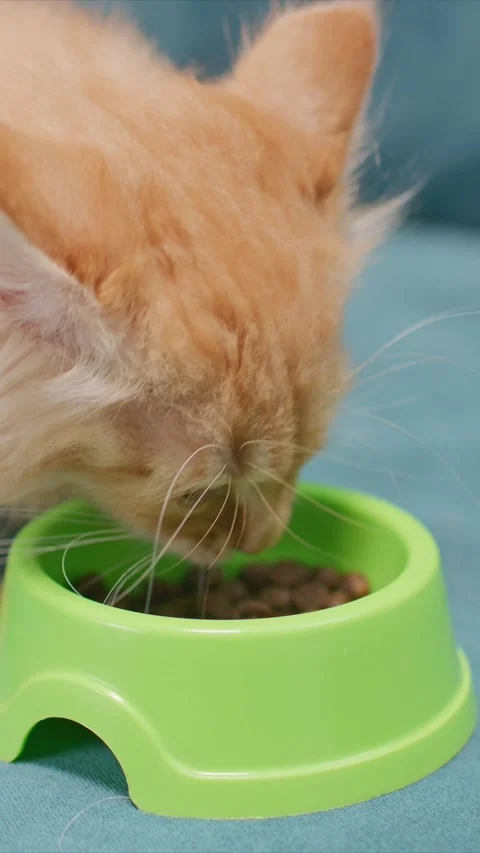 Fluffy orange kitten leaning into green food bowl while eating eagerly. Lowering Stock Footage 311443170