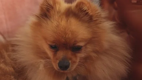 Fluffy orange pomeranian spitz close-up. The pet squints in the morning sun Stock Footage 157526247
