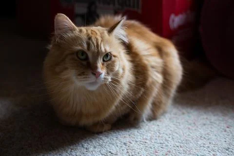 Fluffy Orange Tabby Cat Stock Photos