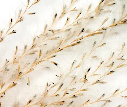 Fluffy organic Stock Photos