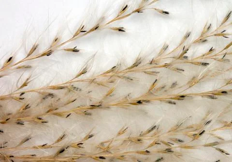 Fluffy organic Stock Photos