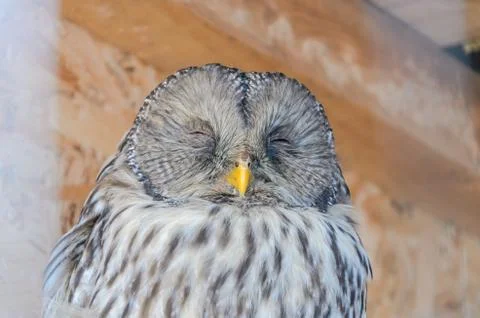 Fluffy owl in the aviary Stock Photos