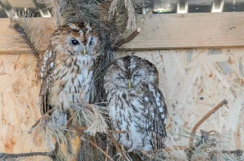 Fluffy owl in the aviary Stock Photos