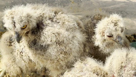Fluffy Owl Chicks Rest Comfortably Together In Protective Nesting Environment Stock Footage 335397275