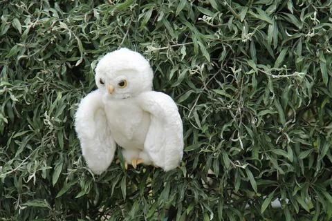 Fluffy Owl. Stock Photos