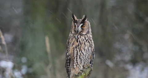 Fluffy owl in winter forest. Long-eared owl, Asio otus, on meadow in snowfall Stock Footage 149330531