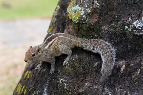 A fluffy palm squirrel sits on a tree. Stock Photos