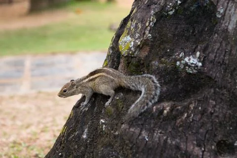 A fluffy palm squirrel sits on a tree. Stock Photos