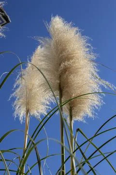 Fluffy pampas grass. Stock Photos