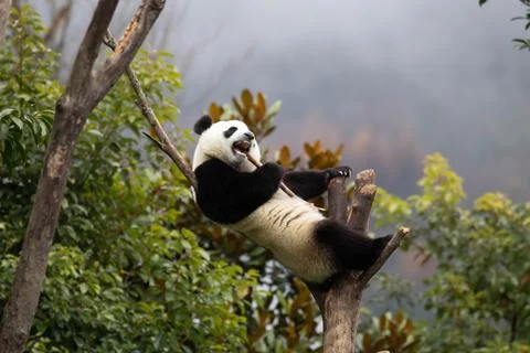 Fluffy Panda Playing on the tree Stock Photos