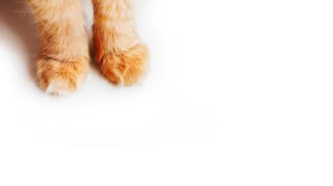 Fluffy paws of cute ginger cat on white background. Furry pet. Copy space. Stock Photos