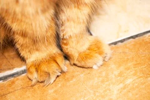 Fluffy paws of a ginger cat on the floor Stock Photos