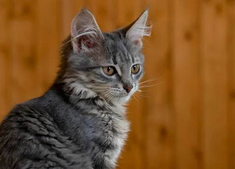 Fluffy pensive cat. A brooding animal with gray-brown fur and green eyes. Stock Photos