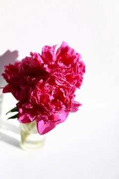 Fluffy peonies in the sun on a light background Stock-Fotos