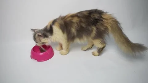 A fluffy Persian cat eats from a pink bowl on a plain white background. Stock Footage 313852795