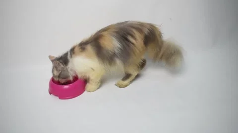 A fluffy Persian cat enjoys its meal Stock Footage 313852785