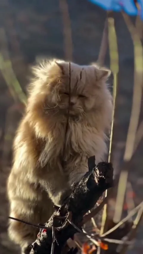 Fluffy Persian Cat Perched on a Tree Branch Stock Footage 336997503