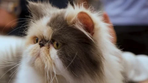 Fluffy Persian Cat at Pet Show. Close up portrait of a cat. Stock Footage 343810540