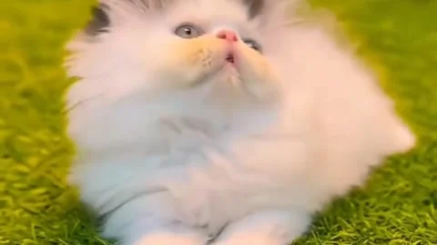 Fluffy Persian kitten lying on green grass mat. Stock Footage 340660442