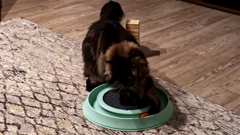 Fluffy Pet Cat Playing With A Ball Indoors - Close Up Vídeo Stock 330910408