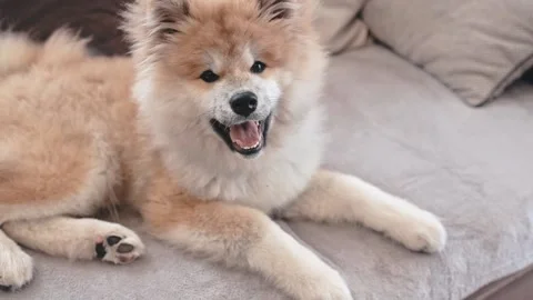 A fluffy pet dog is sitting on the couch at home. slow motion Stock Footage 236991760
