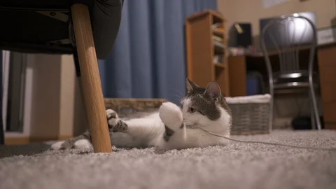 Fluffy pet at home. The cat is lying on the carpet Stock Footage 109618934