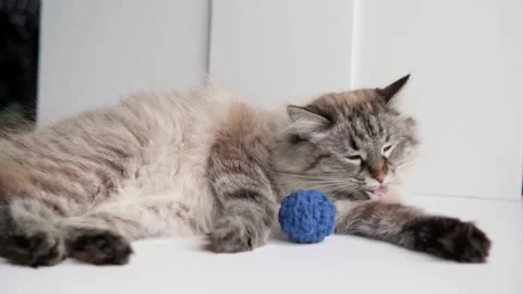 Fluffy pet playing with ball on the floor at home. pet is resting in the room Video stock 219954777