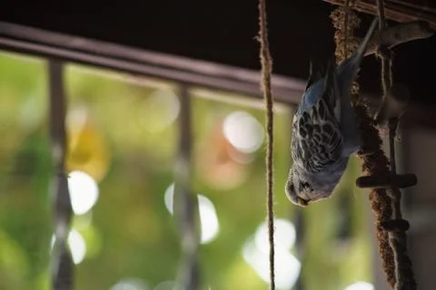 Fluffy Pets Foto stock