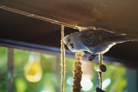 Fluffy Pets Foto stock
