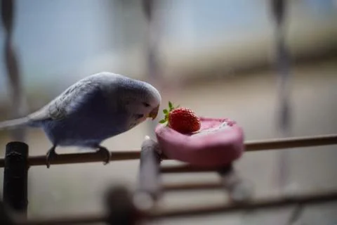 Fluffy Pets Foto stock