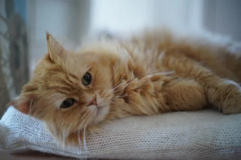 Fluffy Pets Foto stock