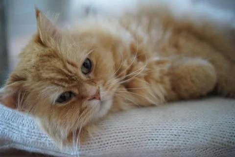 Fluffy Pets Foto stock