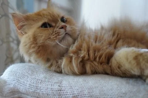 Fluffy Pets Foto stock