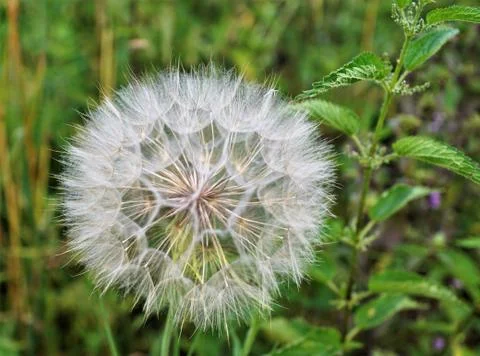 Fluffy. Stock Photos