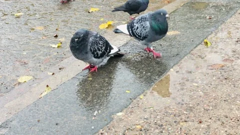 Fluffy Pigeon Sleeping in the Rain while the Wind Blows its Feathers Stock Footage 261489109