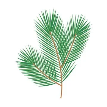 Fluffy pine branch without festive decoration. isolated Decorative element Stock Illustration